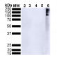 Alpha Synuclein Antibody (pSer129)